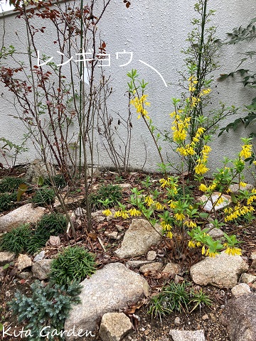 花壇に咲いたレンギョウ