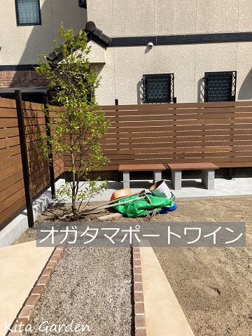 伊丹市の庭に植えたオガタマポートワイン
