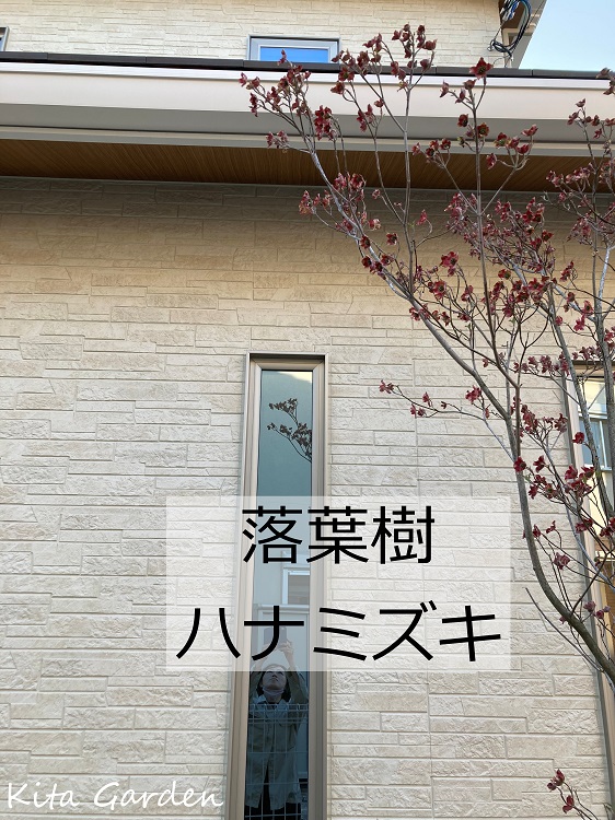 伊丹市K様邸のシンボルツリーのハナミズキ