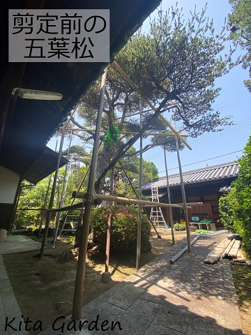 大阪市での松の剪定作業