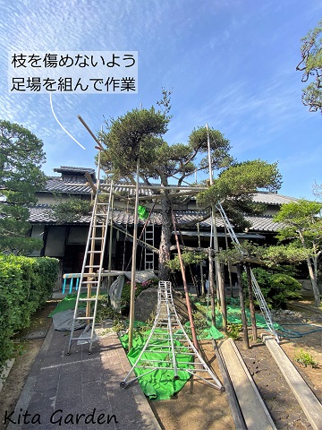 松の剪定の足場組み作業