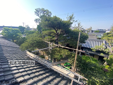大阪市の松の剪定工事