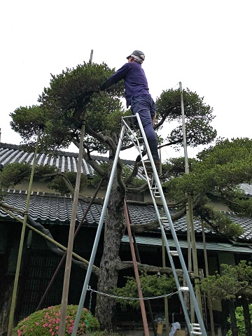 大阪市O様邸の庭の植栽メンテナンス工事