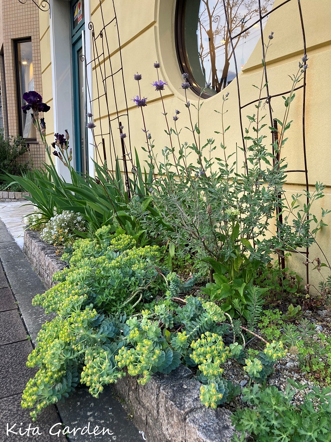 西宮市マンションの花壇メンテナンス