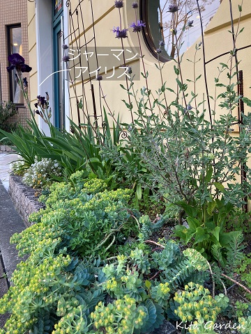 西宮マンションの花壇のお花の管理