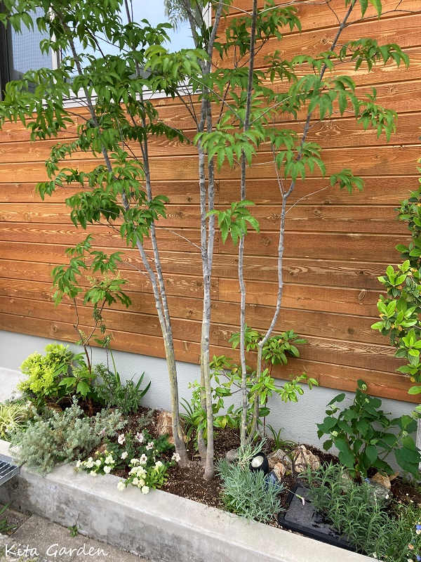 宝塚市K様邸の植栽メンテナンス工事