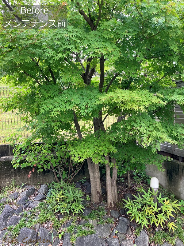 吹田市での植木の剪定工事