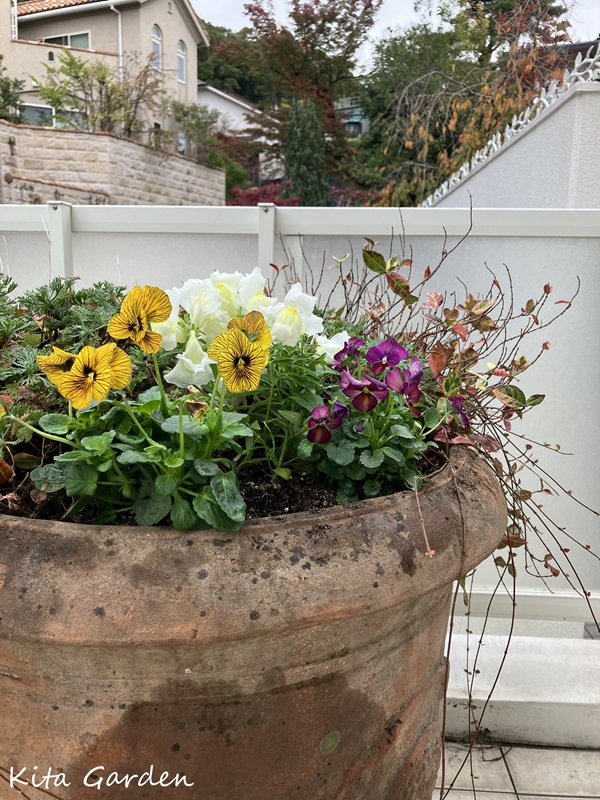 芦屋市の冬の花の寄せ植え