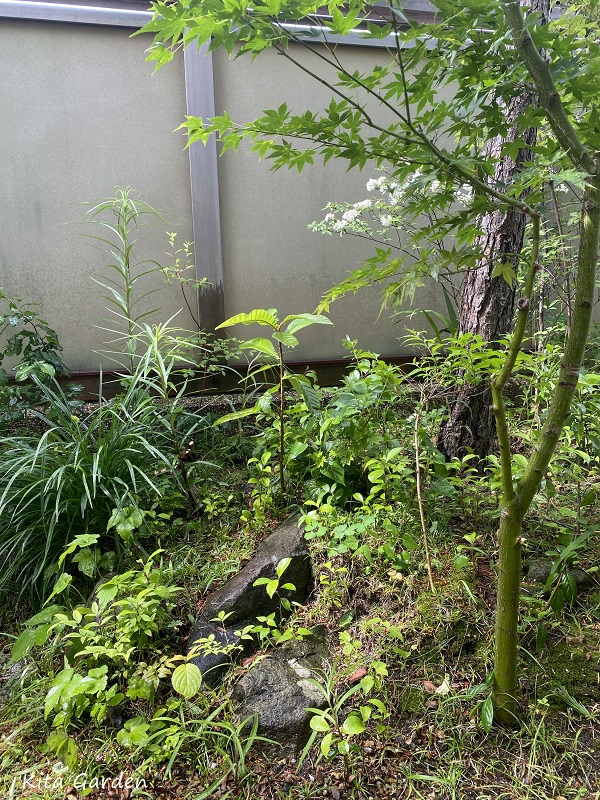 芦屋市H様邸の雑木の庭