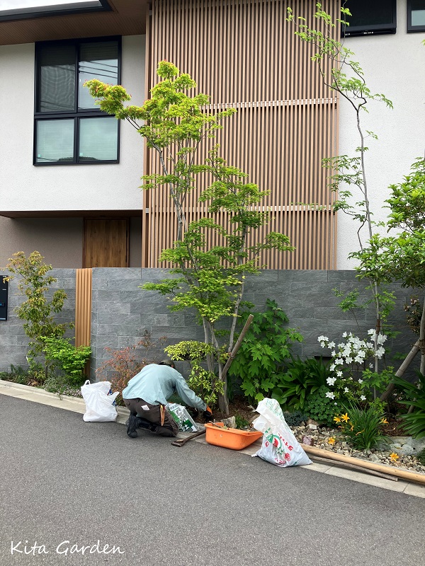 吹田市での枯れ枝剪定工事