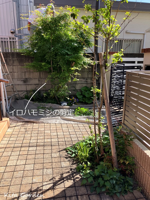 伊丹市H様邸のイロハモミジの剪定工事