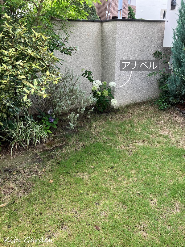 神戸市の芝生の庭に植えたアナベル
