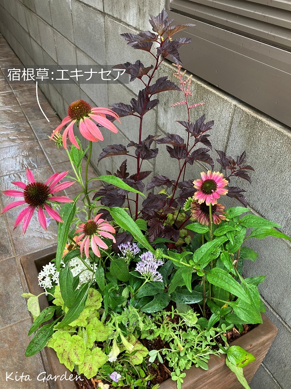 玄関のコンテナの夏の寄せ植え