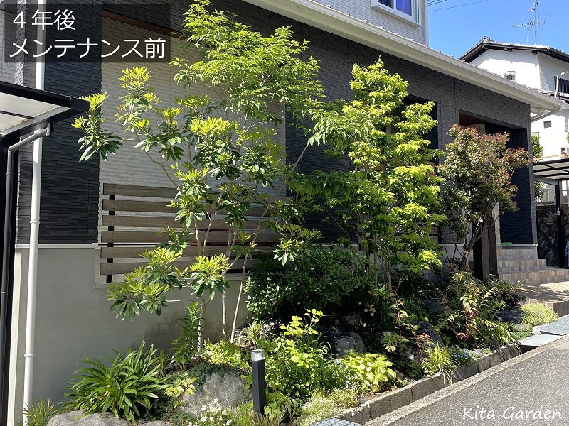 高槻市O様邸の外構と植栽の４年後