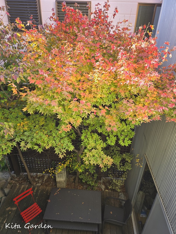 伊丹市の庭の紅葉したコハウチワカエデ