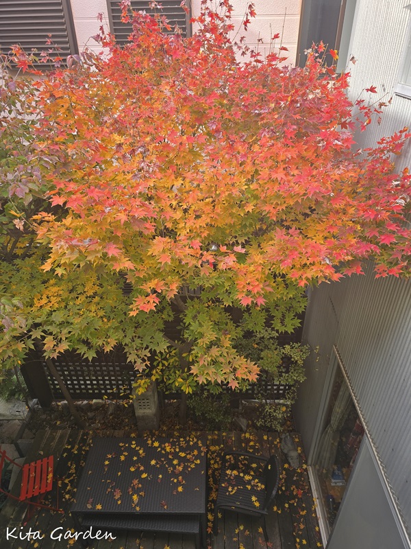 伊丹市で紅葉したコハウチワカエデ