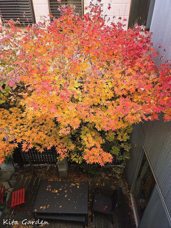 紅葉したコハウチワカエデ