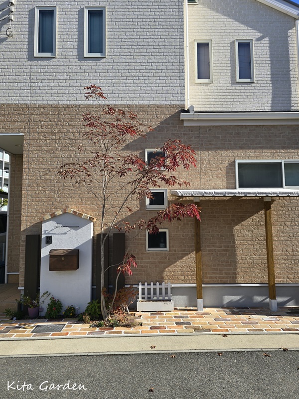 伊丹市外構リフォーム工事で植えたアオダモ