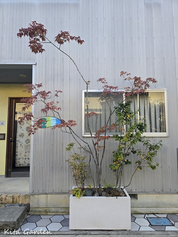 伊丹市で施工したコンテナガーデンの紅葉