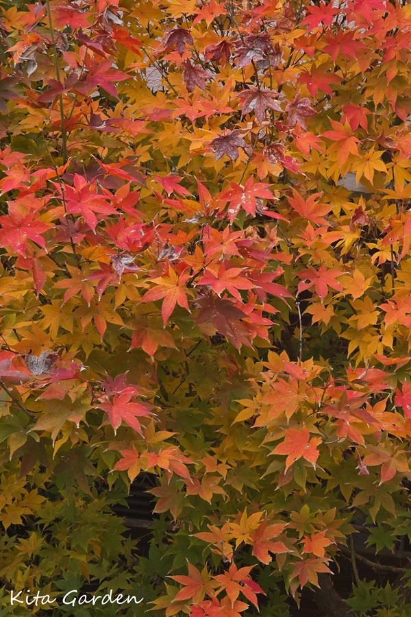 紅葉したコハウチワカエデ