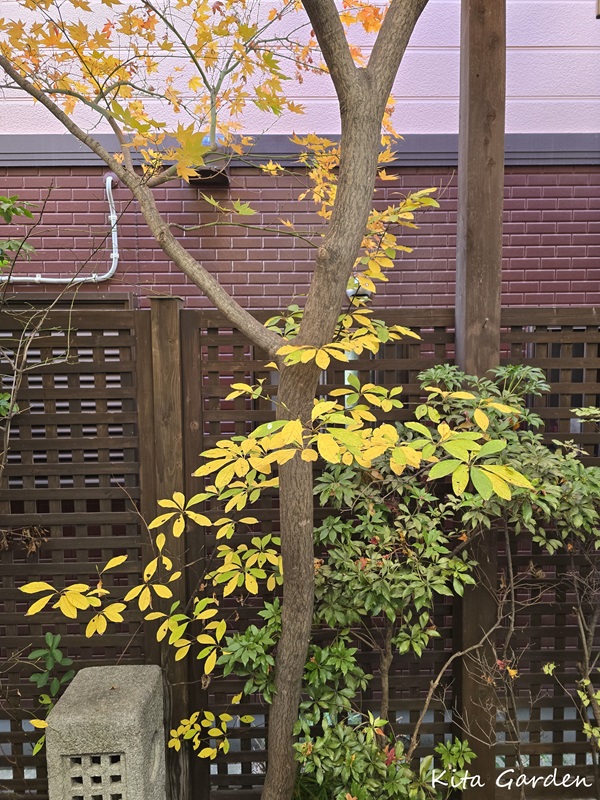 紅葉したクロモジ