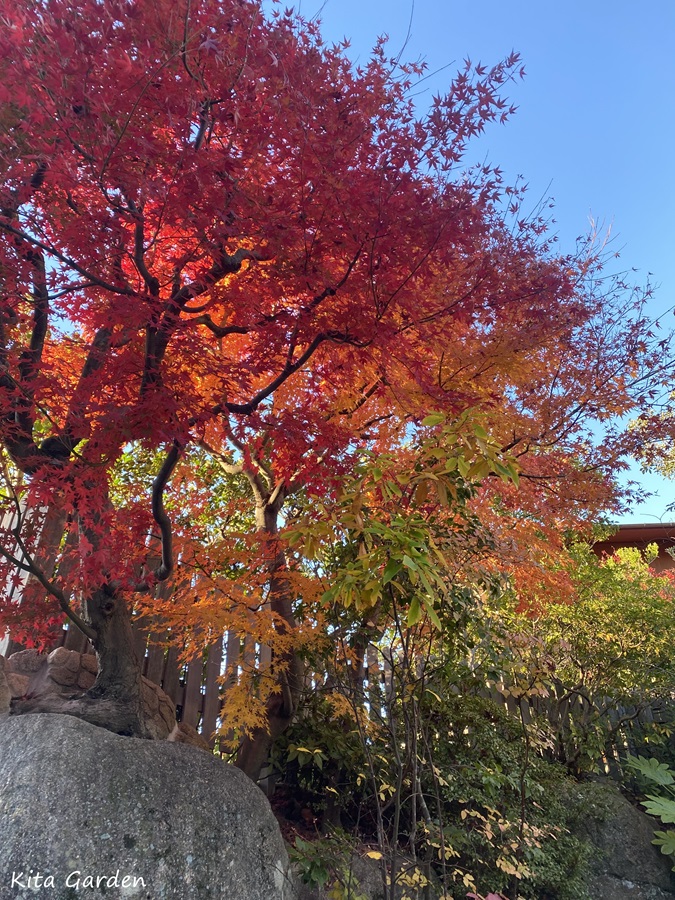 芦屋市の庭のメンテナンス工事
