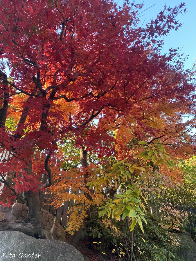 芦屋市で紅葉した庭
