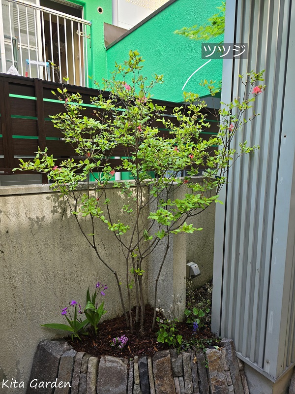 尼崎市の庭リフォーム工事で植えたツツジ