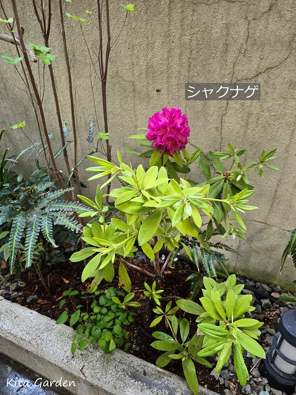 尼崎市の庭リフォーム工事で植えたシャクナゲ