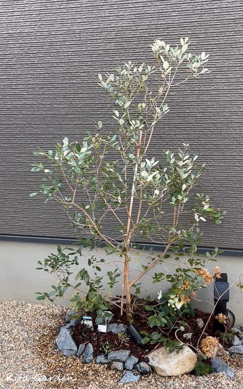 新築外構で植えたフェイジョア
