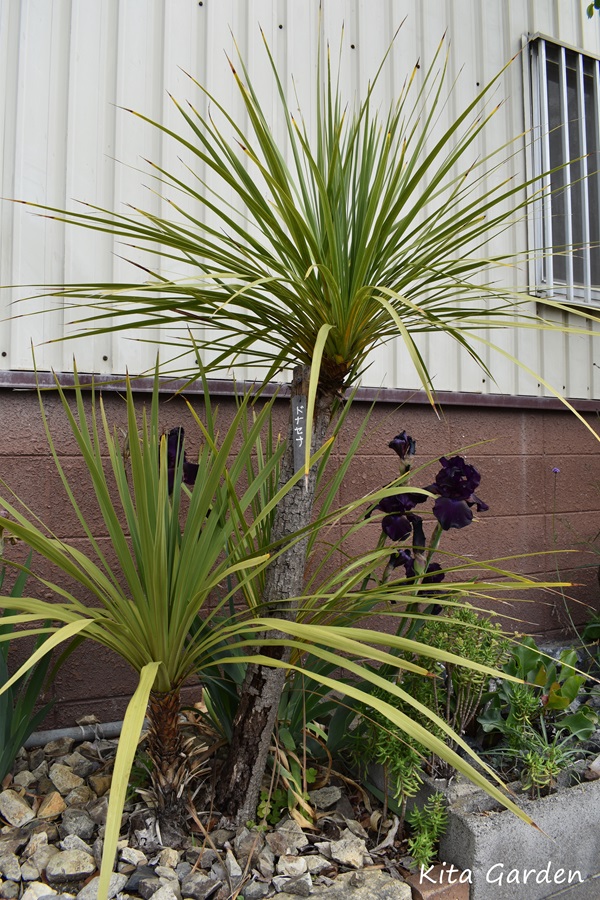 ドライガーデンにおすすめの植物