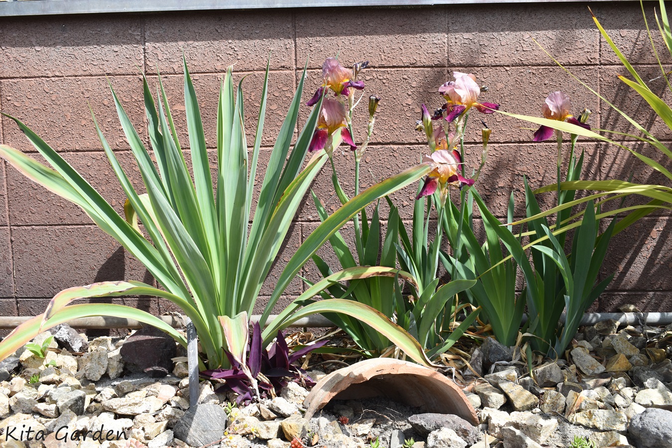 ドライガーデンにおすすめの植物