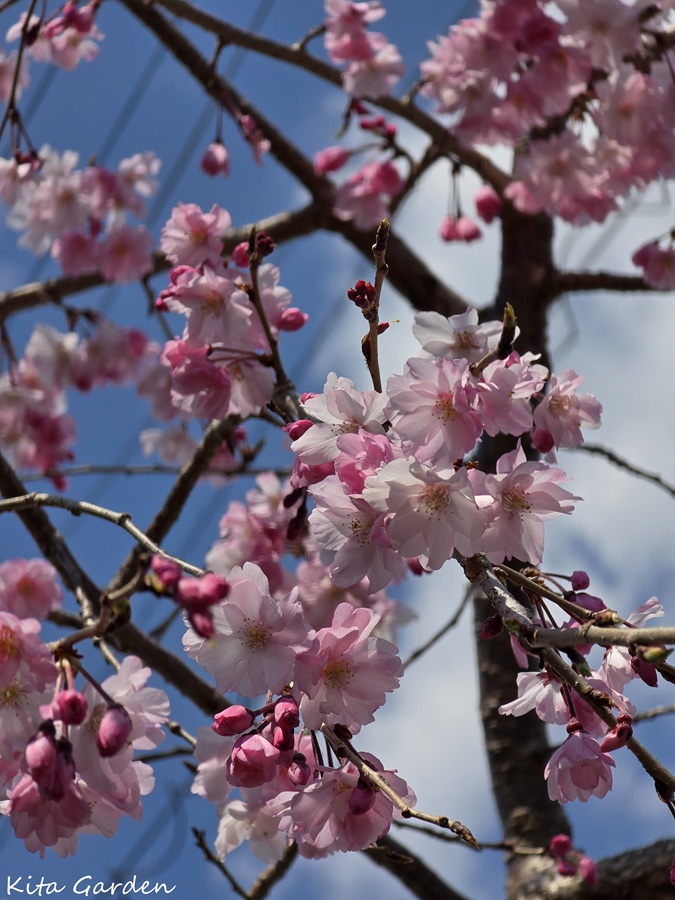 伊丹市展示場で咲いた平安枝垂れ桜