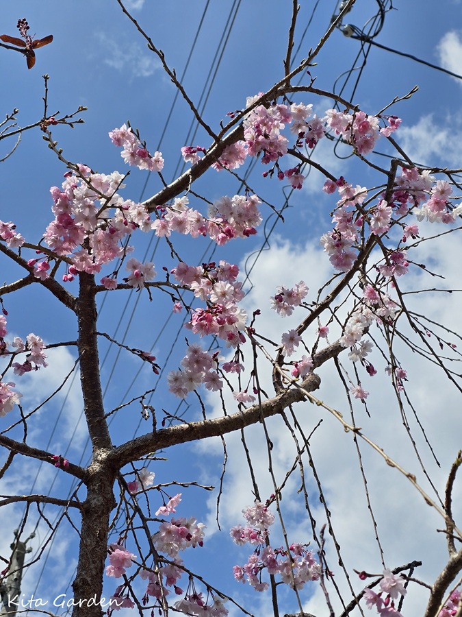 伊丹展示場で咲いた平安枝垂れ桜