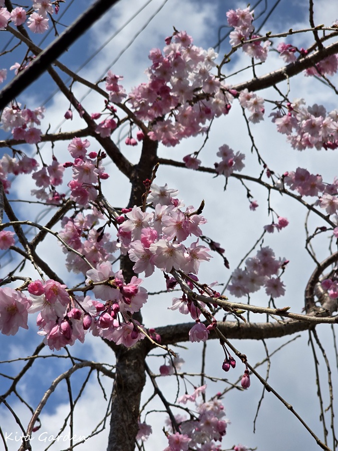 伊丹の展示場で咲いた平安枝垂れ桜