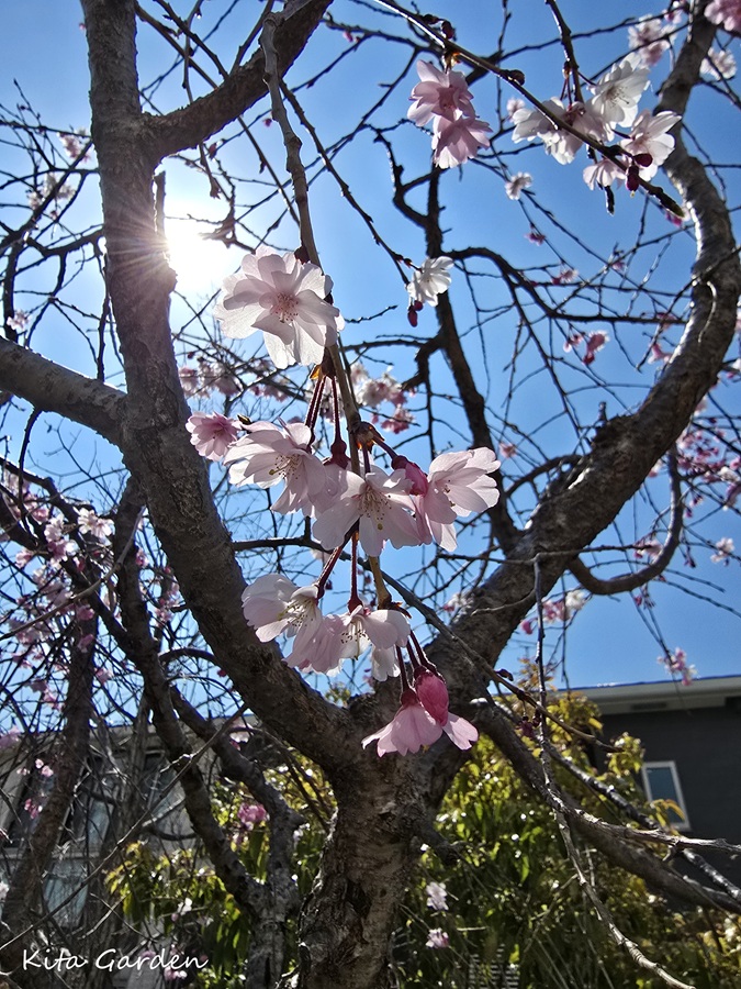 平安枝垂れ桜