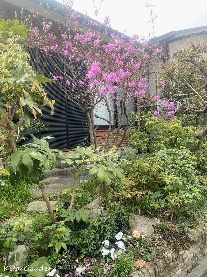 手入れ先で咲いていたミツバツツジ