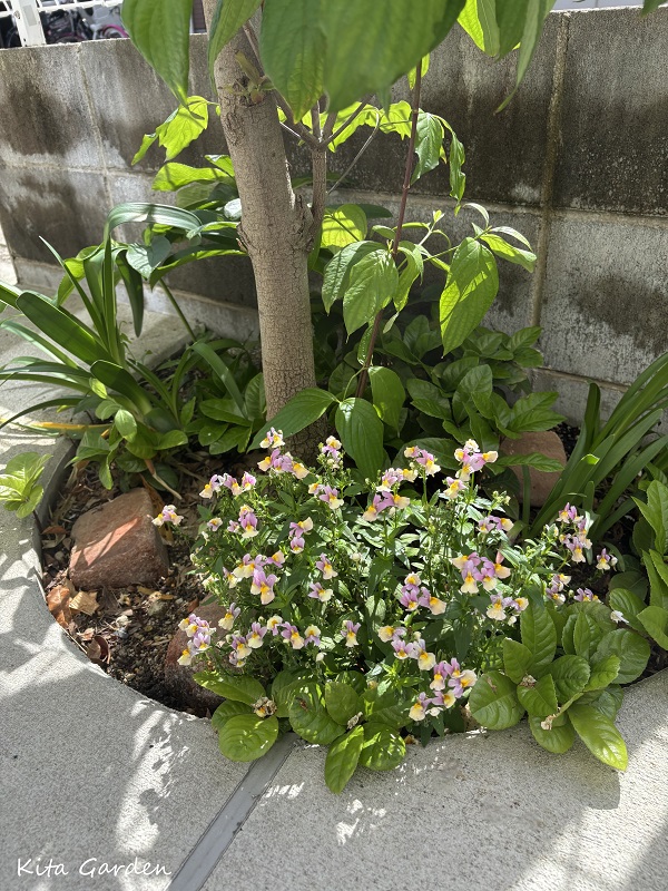 伊丹市で施工した植栽