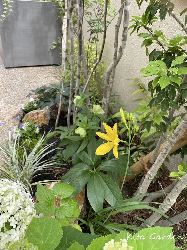 伊丹市での花の植え替え工事