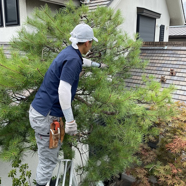 西宮市での植木の剪定工事