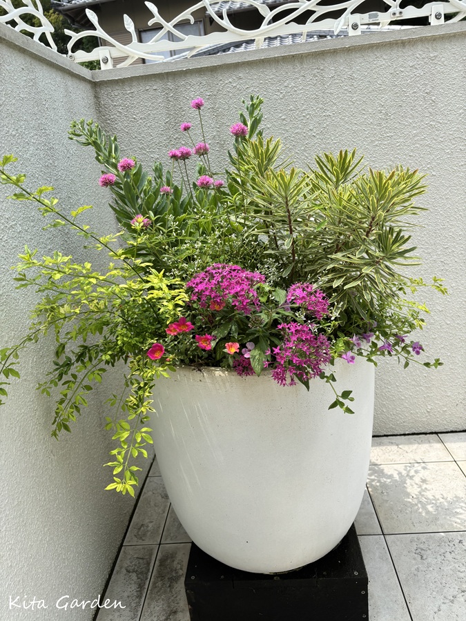 芦屋市で植えたコンテナガーデン