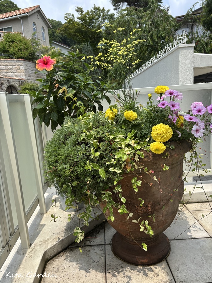 芦屋市での花の植え替え工事コンテナガーデン