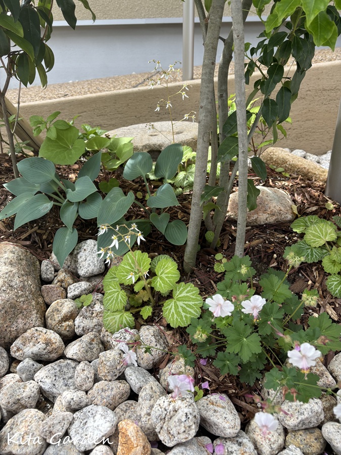 吹田市平屋外構の和の植栽