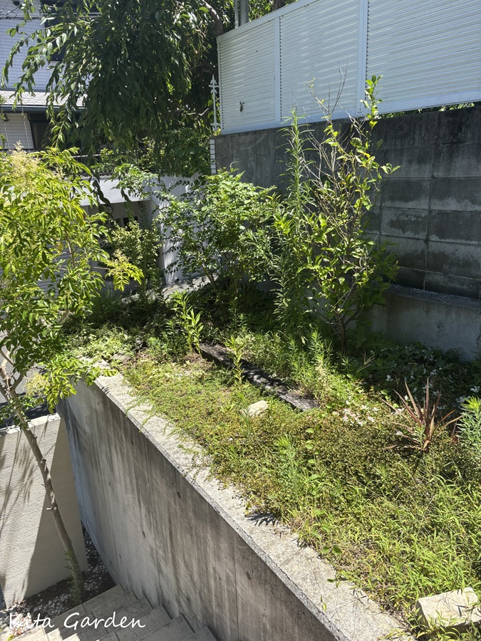 吹田市庭リフォームの施工前の庭