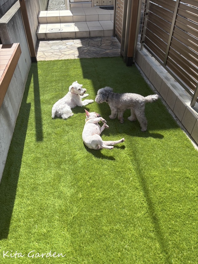 吹田市庭リフォーム工事でのペットガーデン