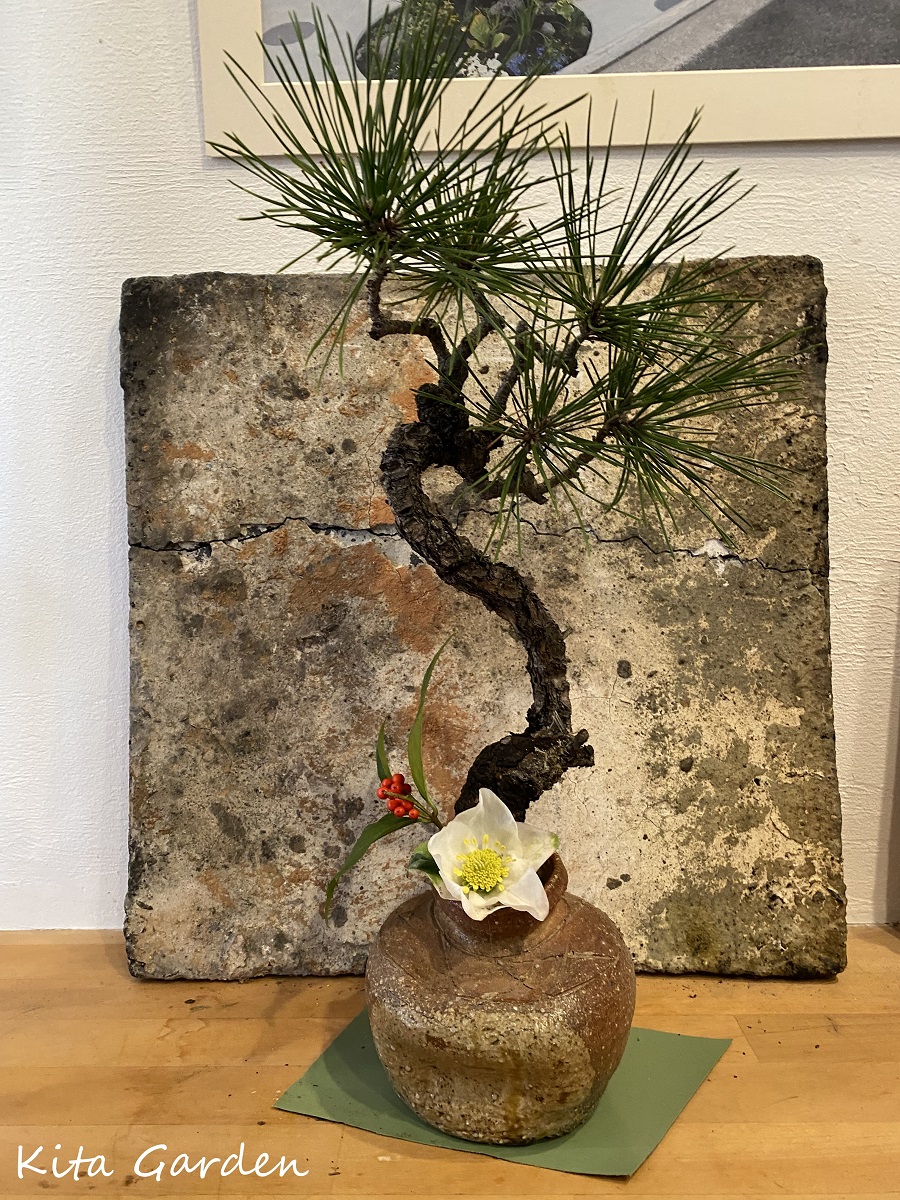 お正月の松とクリスマスローズ