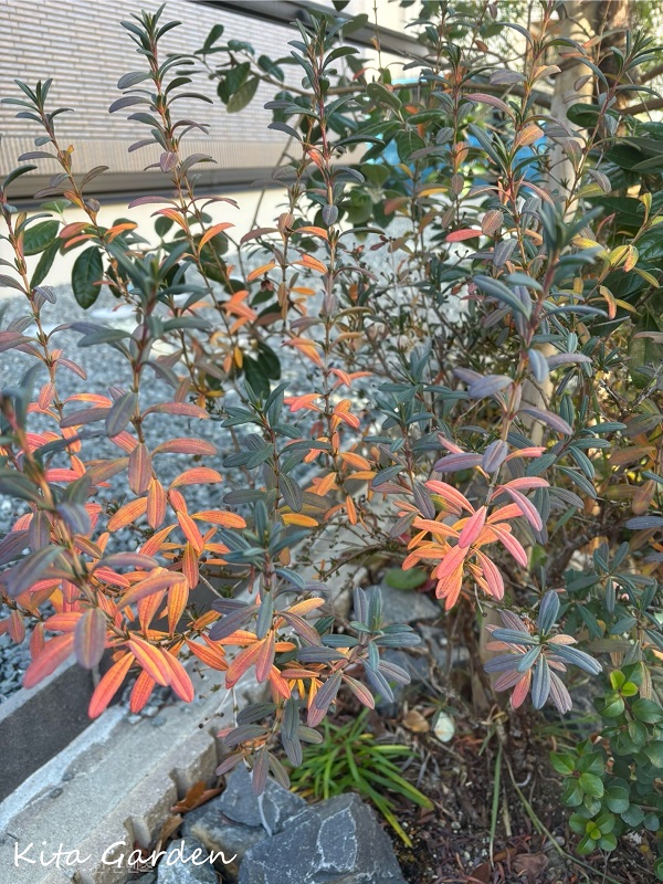 新築外構工事の植栽