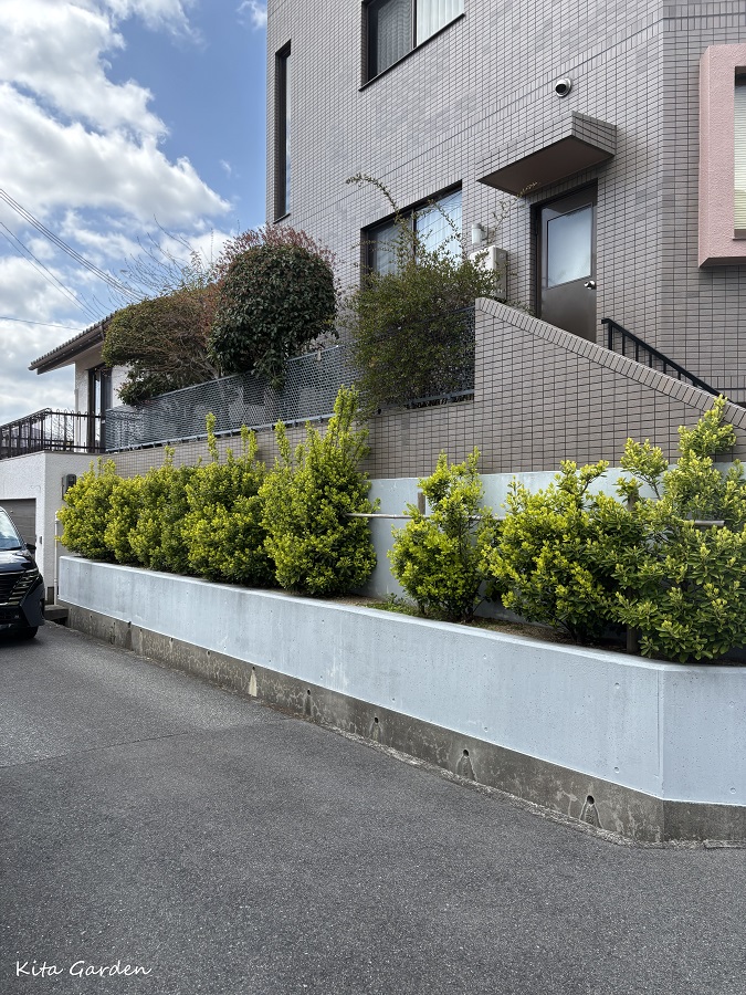 西宮市生垣からドライガーデンへリフォーム