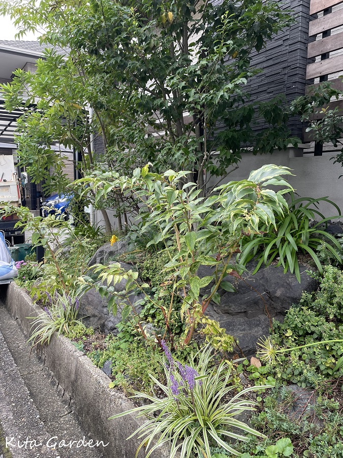 ロックガーデンに咲いたヤブラン